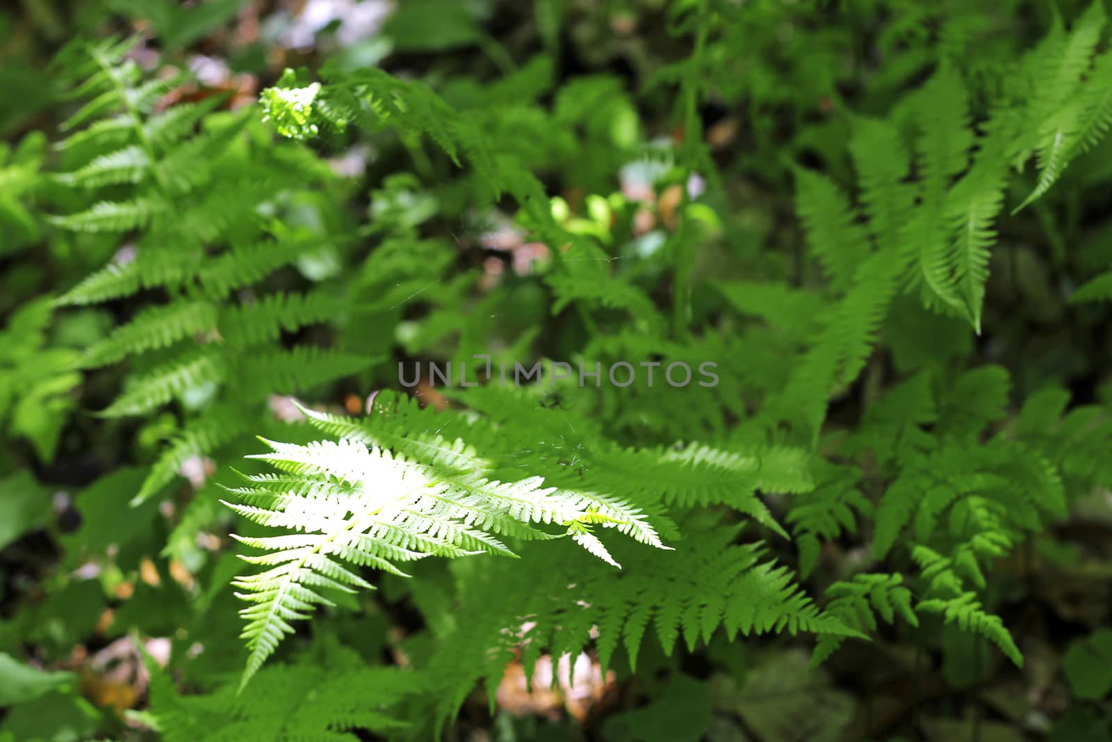 Fern leaves and bush in the summer forest