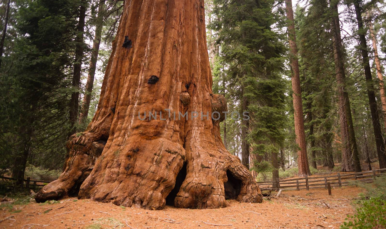 Huge base of a Giant Sequoia Tree