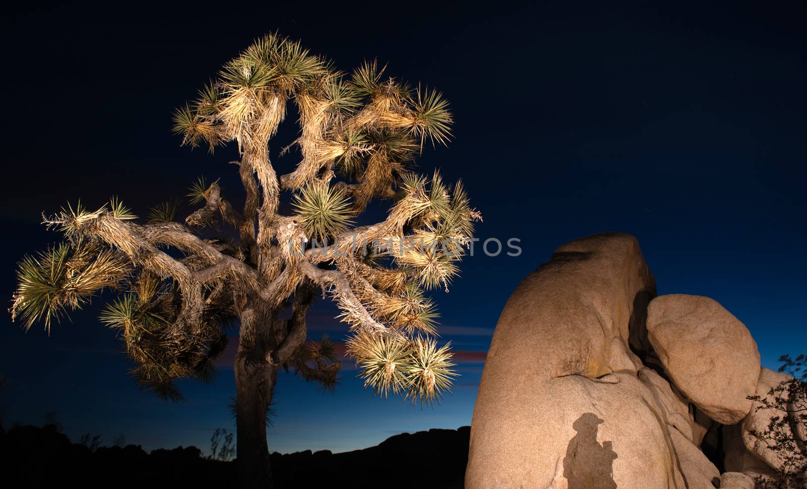 The shadow of the photographer lands on a huge rock near a Joshua Tree