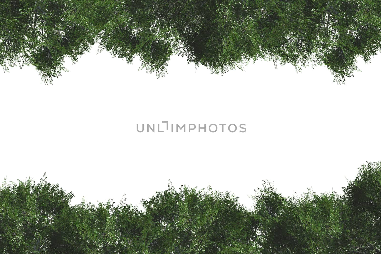 Border with green tree leaves with copy space, isolated on white background.
