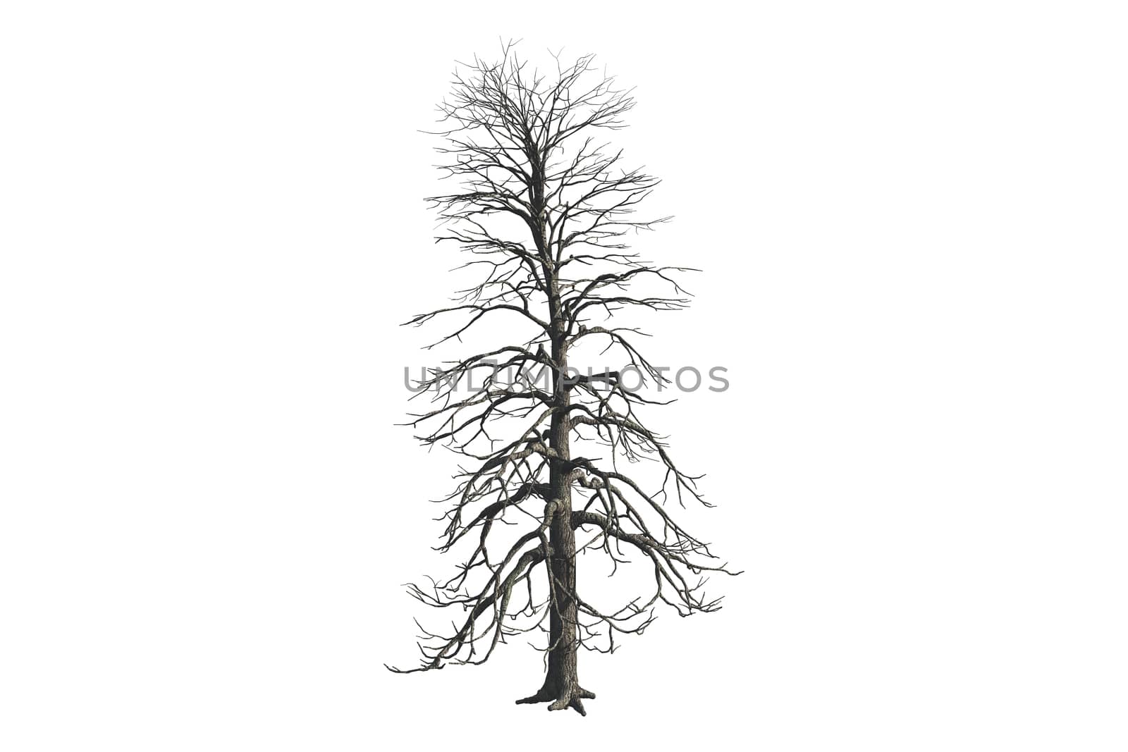 Dead tree, isolated on white background.