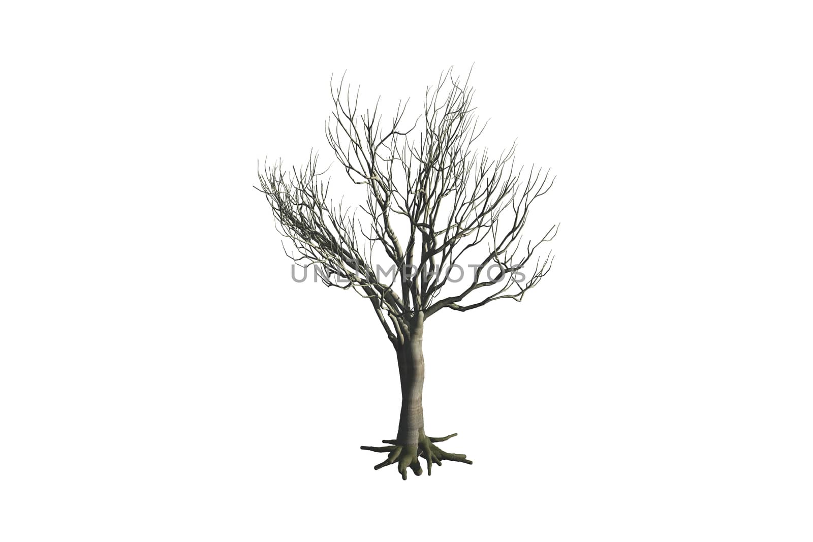 Dead tree, isolated on white background.
