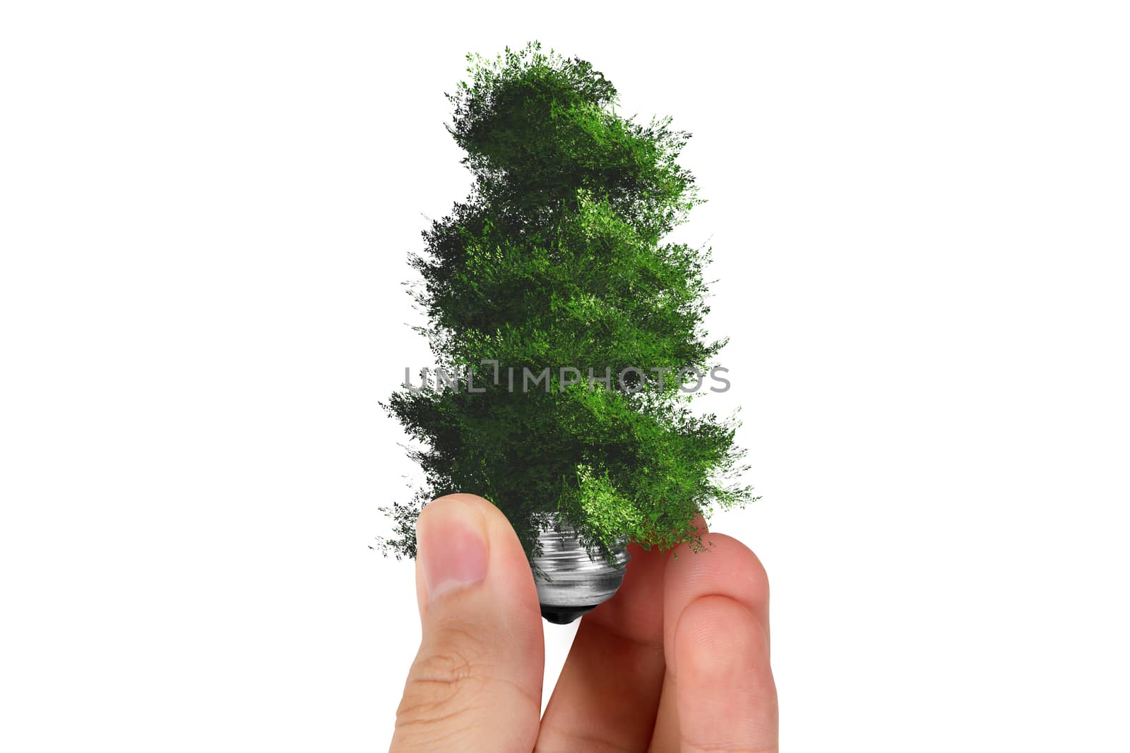 Ecology concept, hand holding light bulb with green tree growing, isolated on white background.