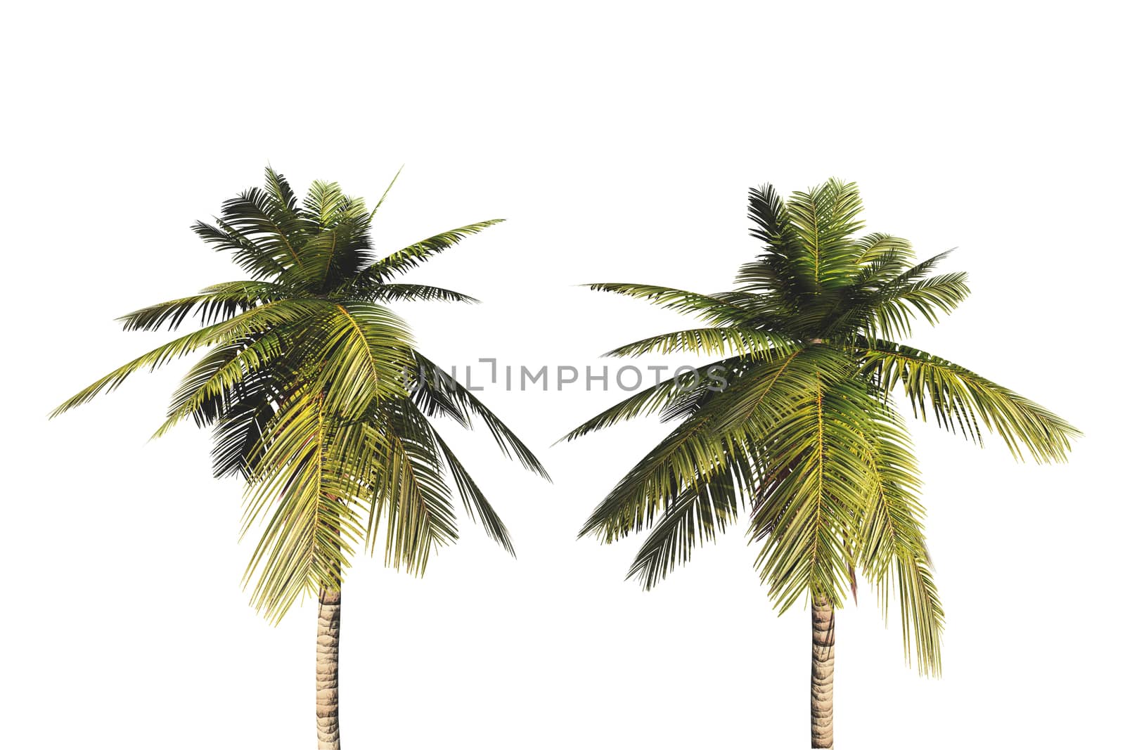 Palm trees, isolated on white background.