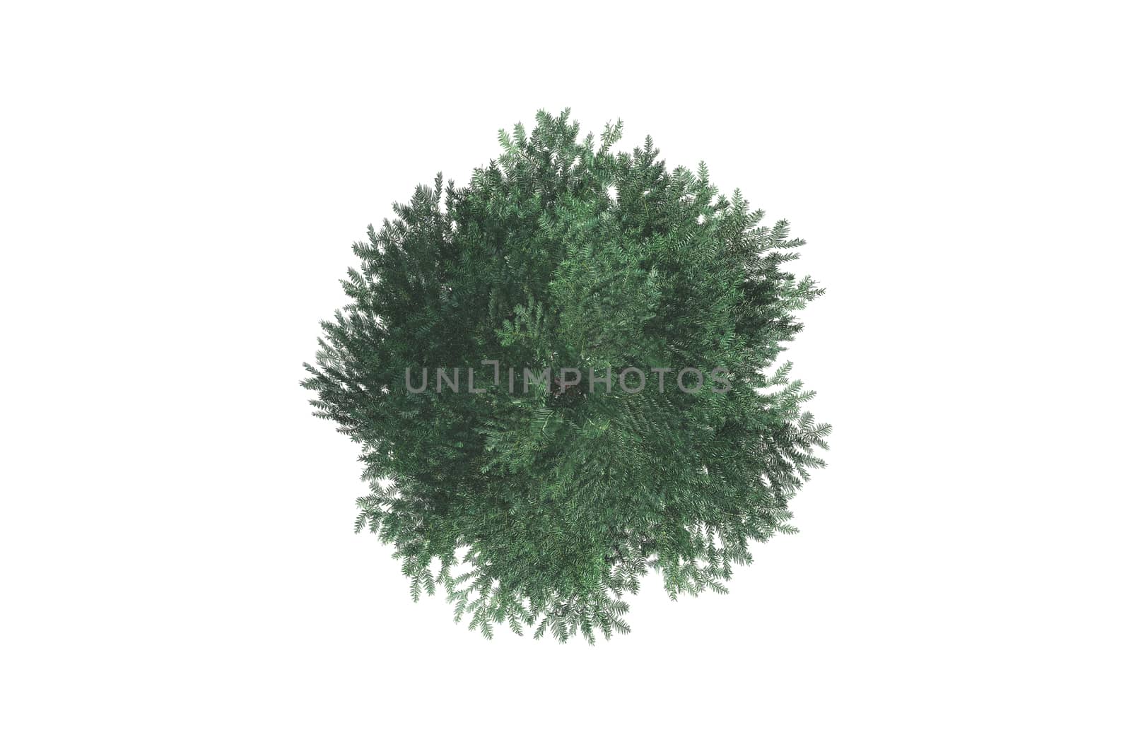 Top view of green natural tree for your landscape designs, isolated on white background.