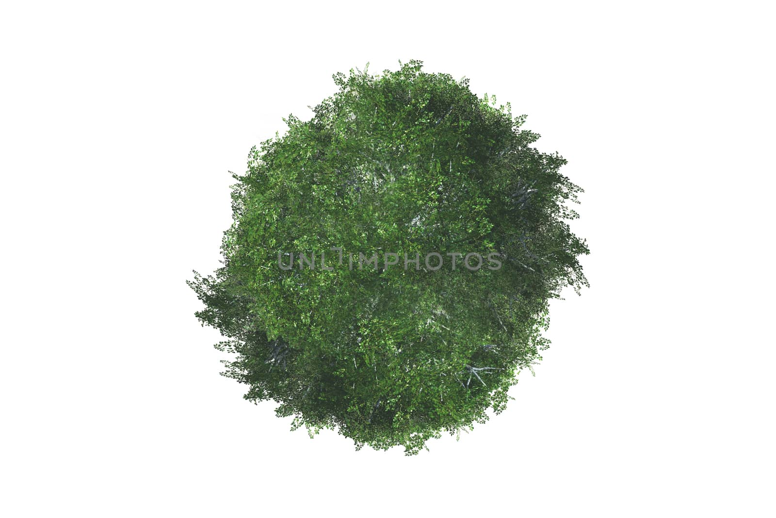 Top view of green natural tree for your landscape designs, isolated on white background.