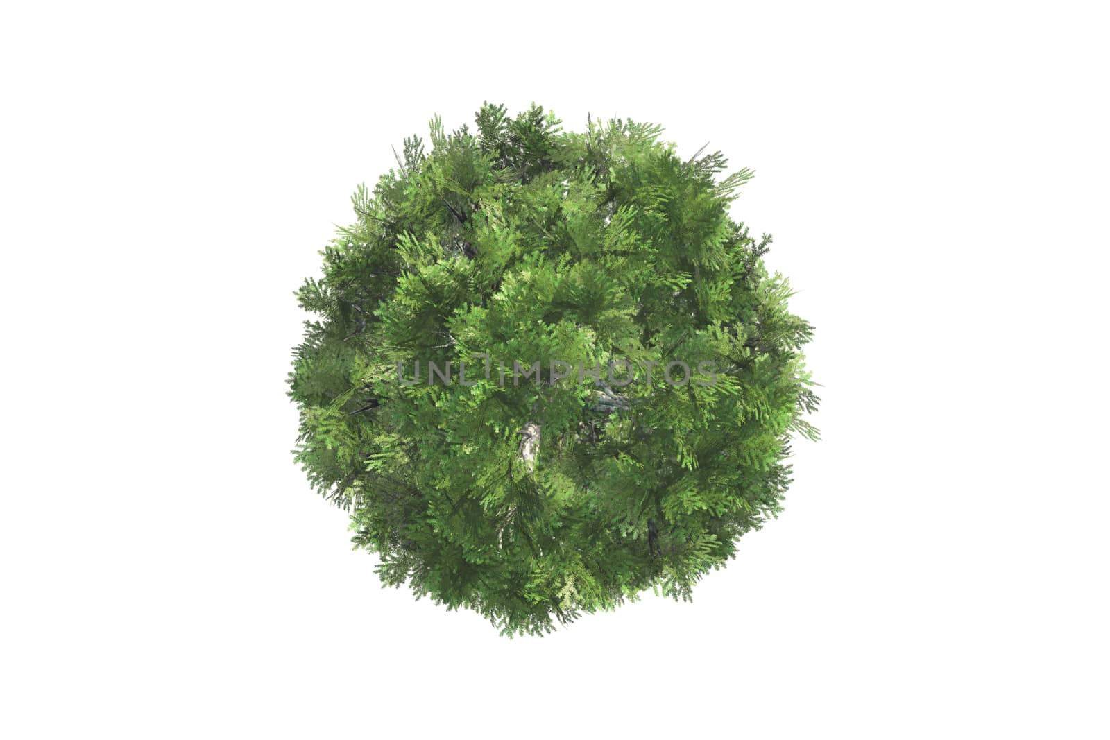 Top view of green natural tree for your landscape designs, isolated on white background.
