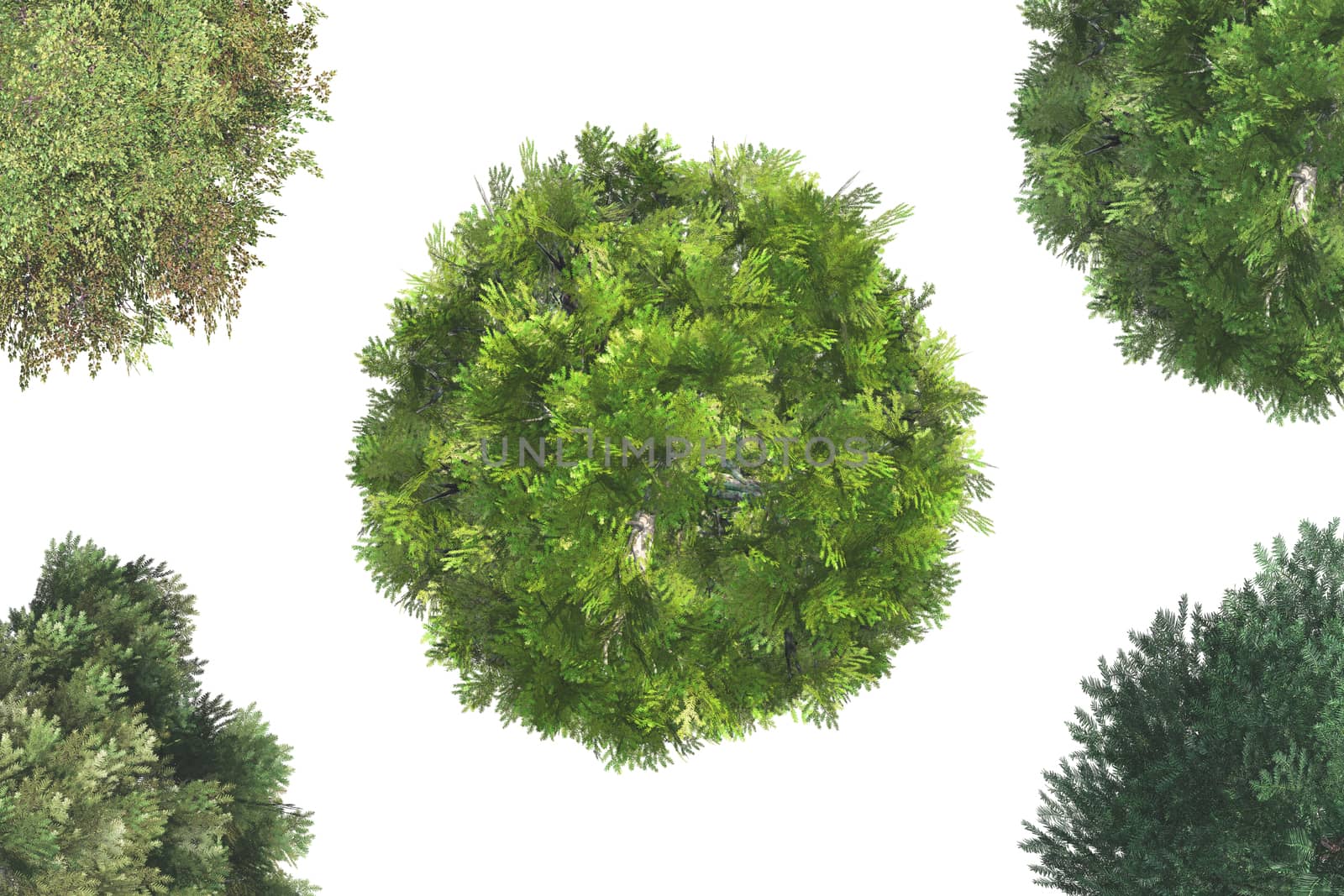 Top view of green natural trees, isolated on white background.