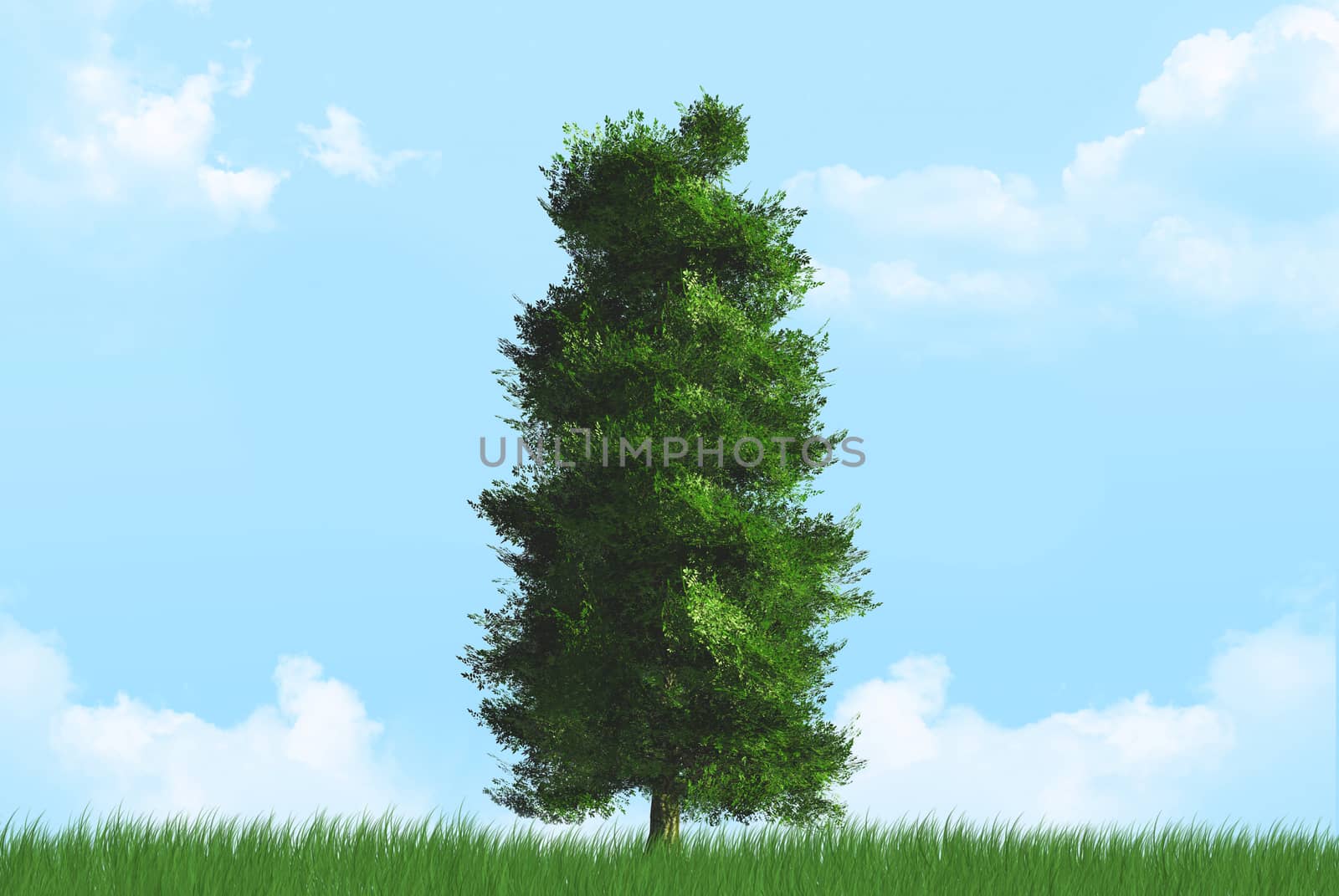 Single tree on cloudy background in summer.