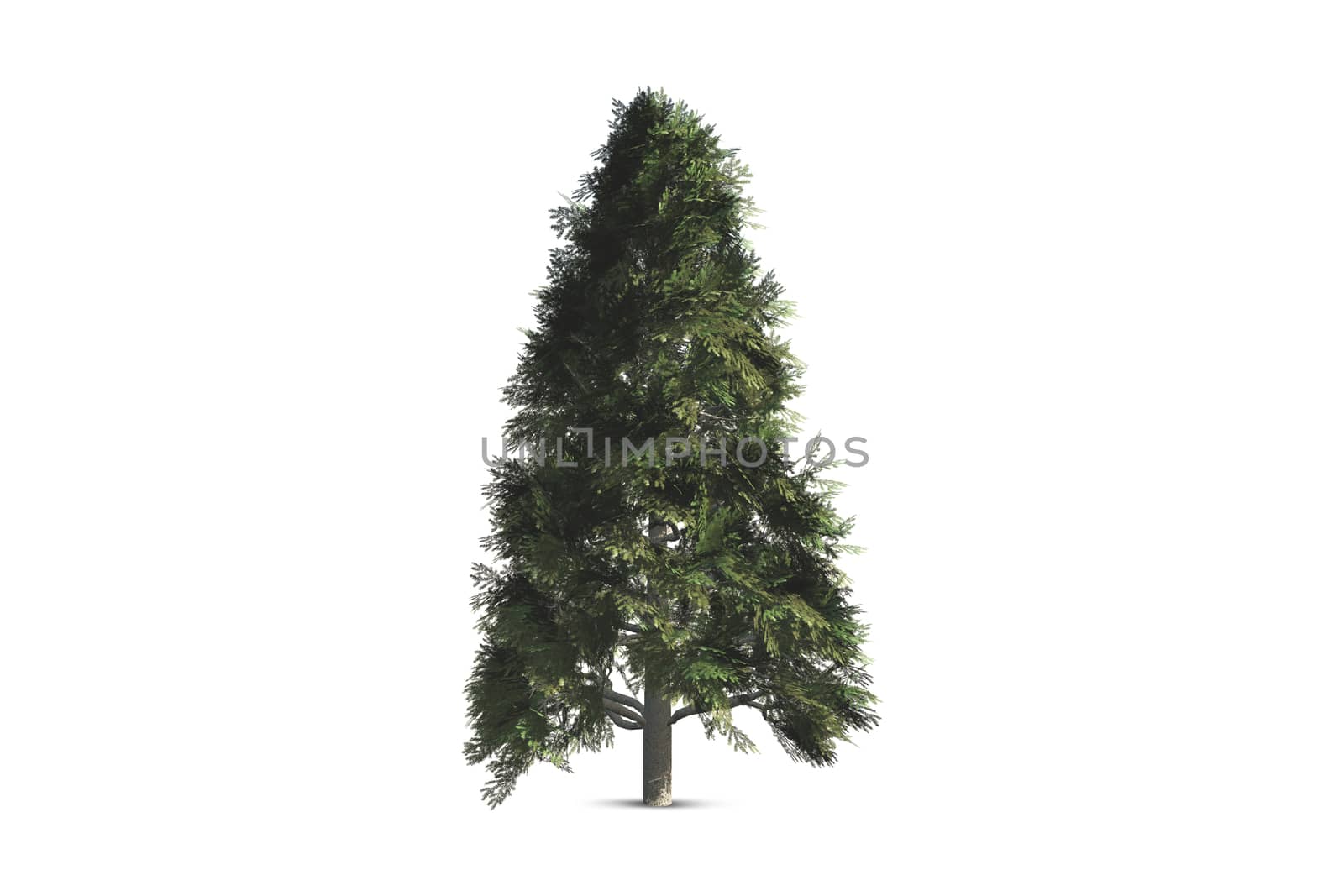 Single tree, isolated on white background.