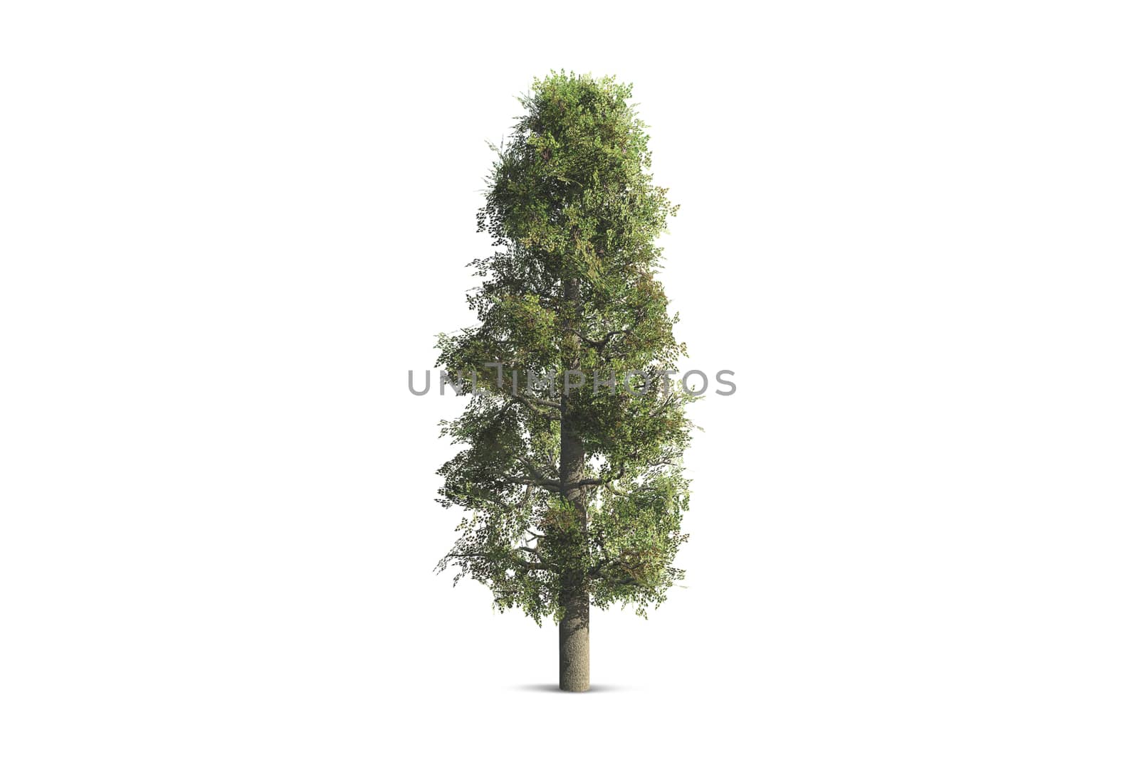 Single tree, isolated on white background.