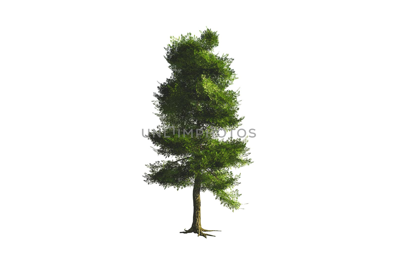 Single tree, isolated on white background.