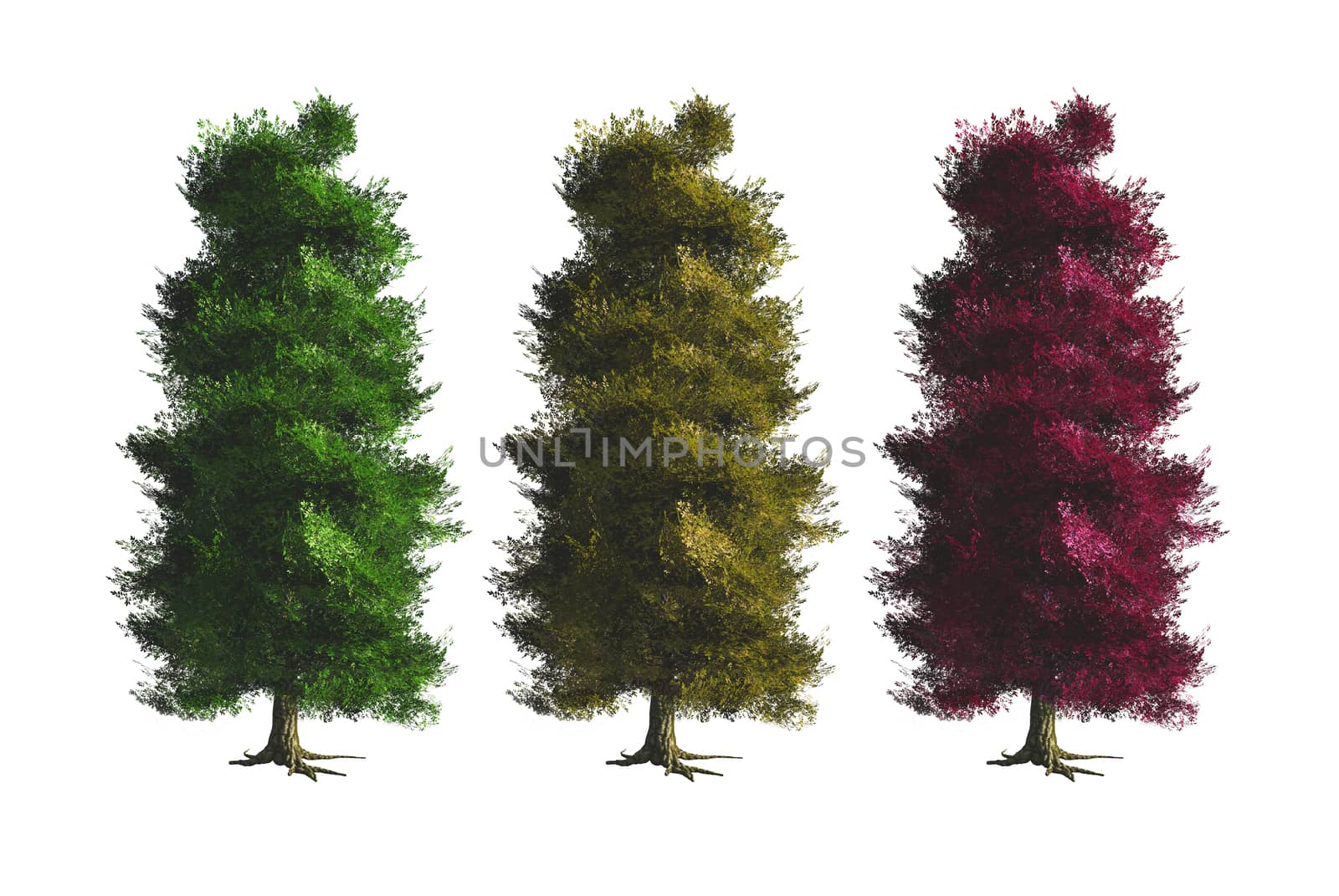 Trees with different variations, isolated on white background.