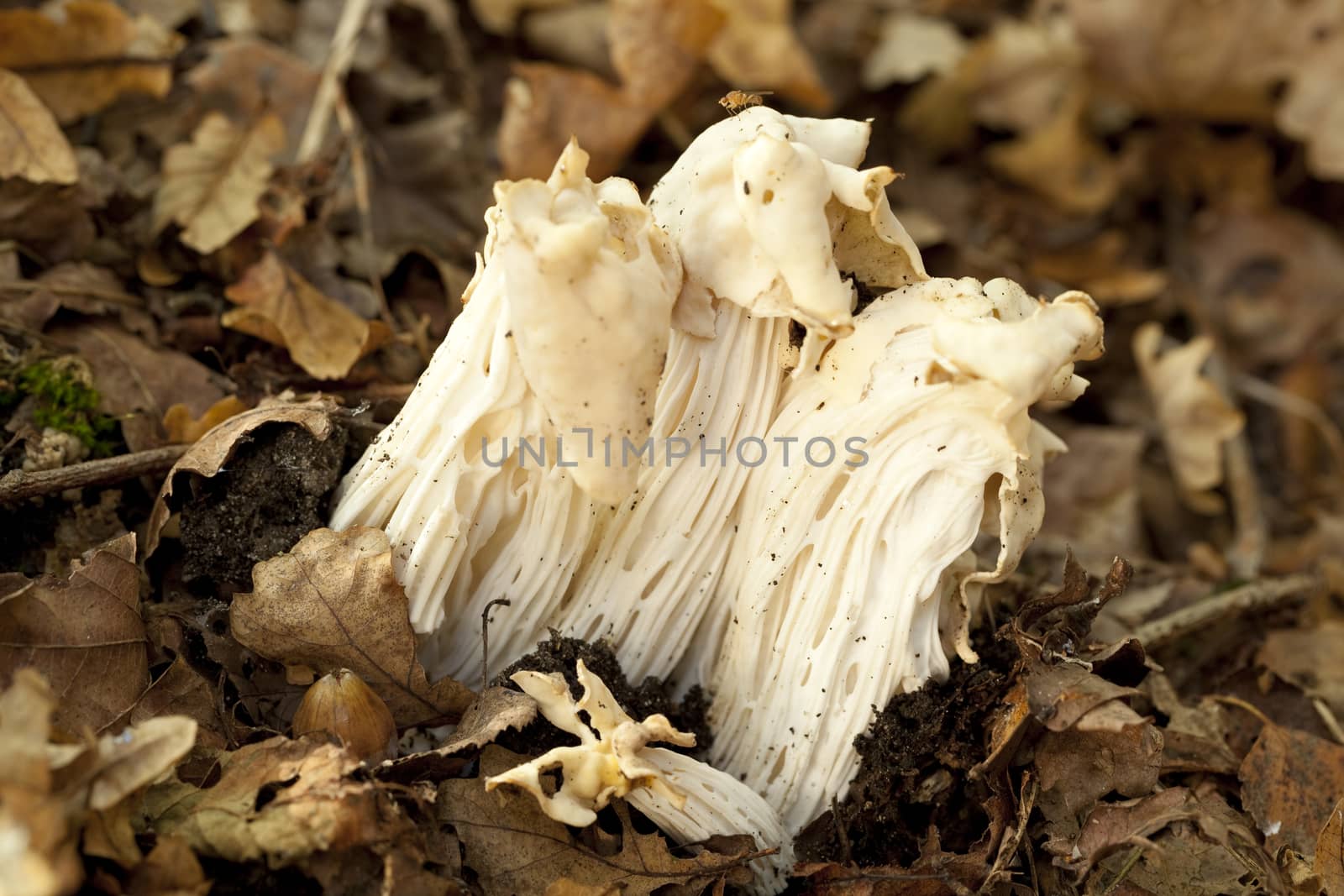 three white fungus (Helvella crispa) in forest