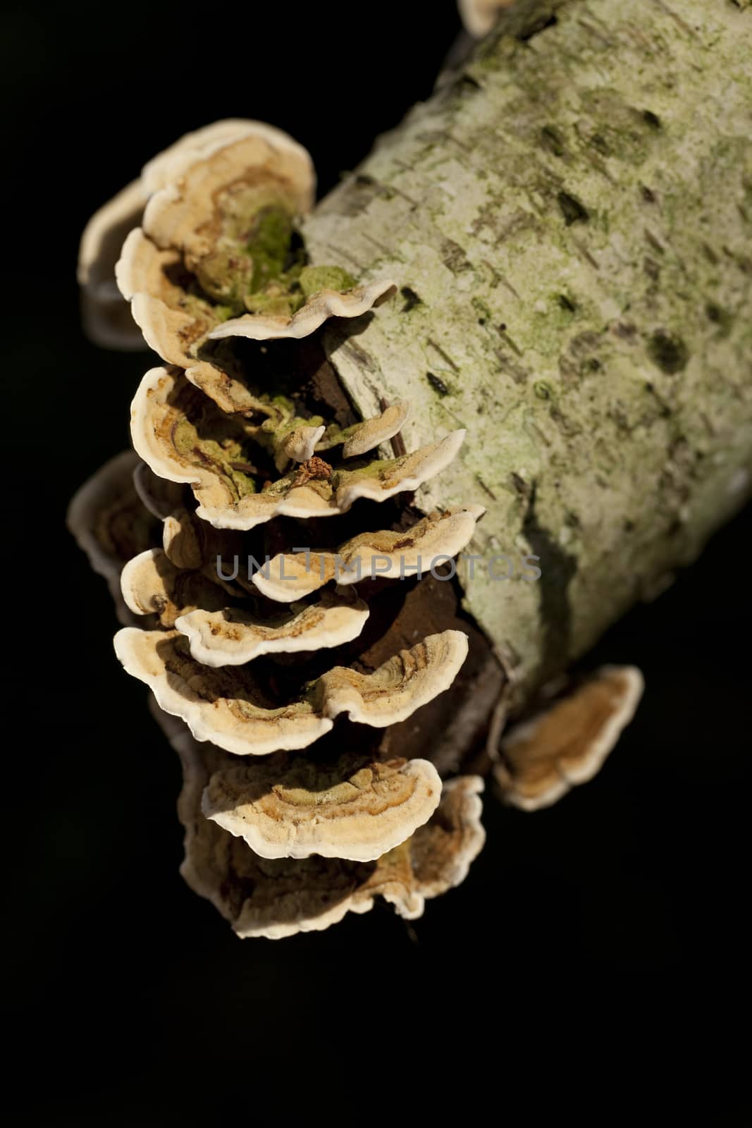 group much fungus on birch (Trametes versicolor)    