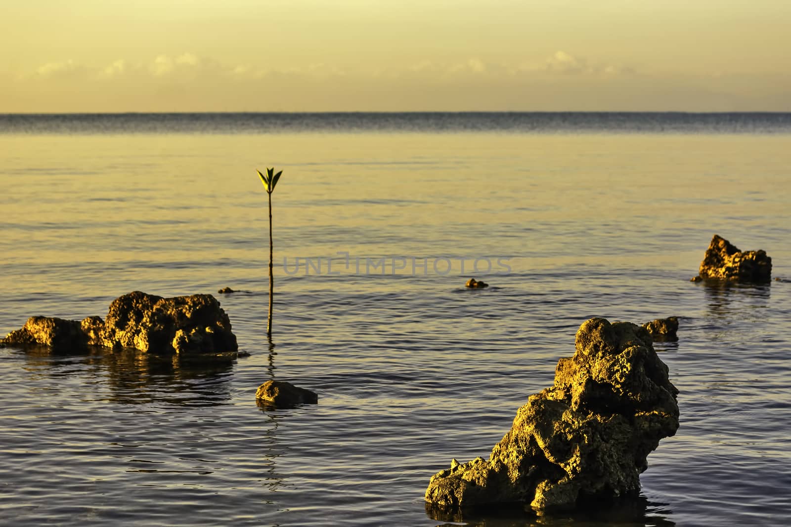 Sunrise over dead corals and mangrove seedling