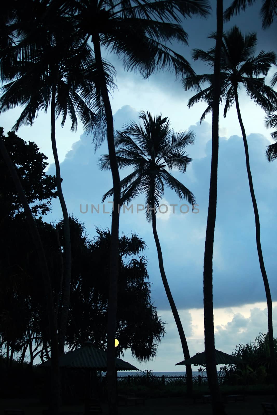 Palm trees at sunset. Blue tone