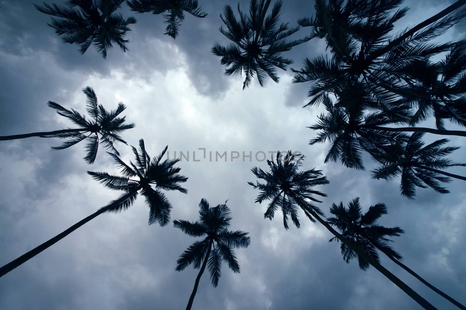 Palm trees at sunset. Blue tone