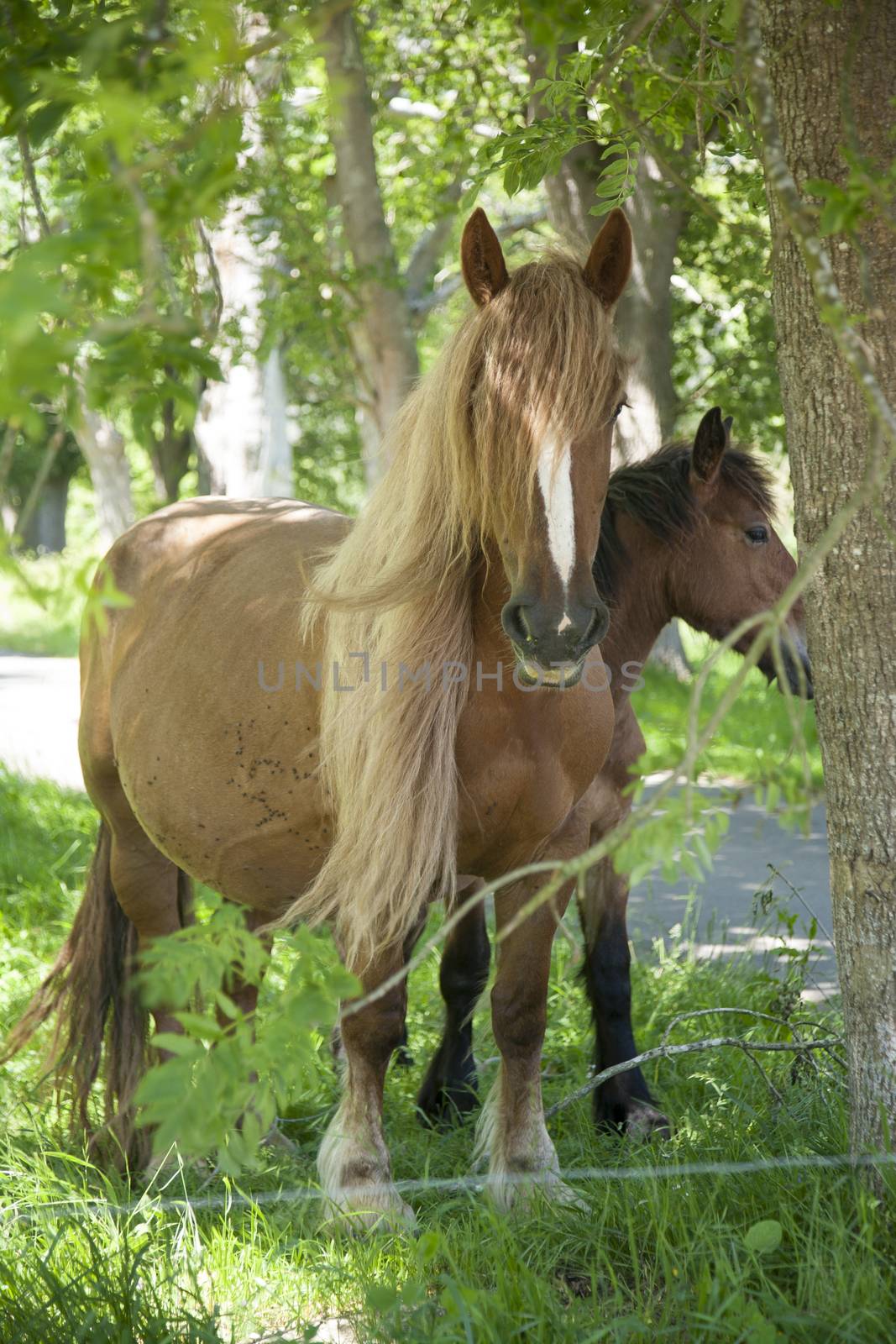blonde long hair mane horse Asturcon race near Cangas de Onis in Asturias Spain
