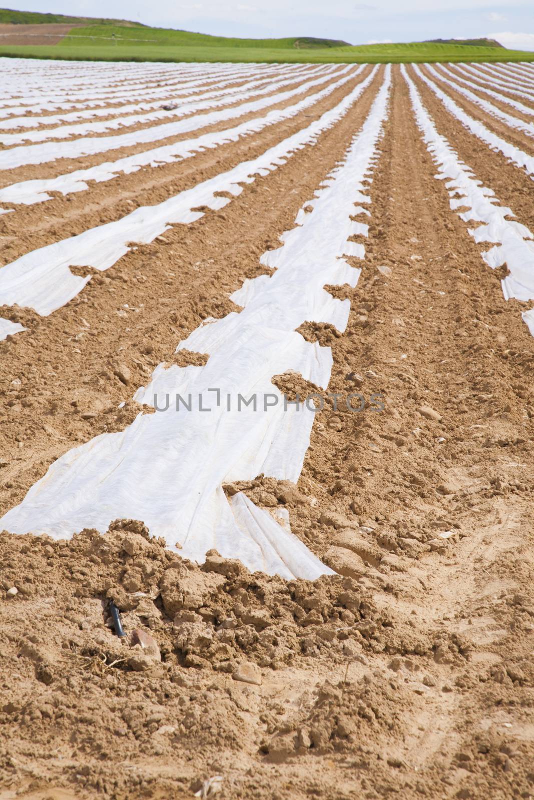 cultivation with plastic on ground in a landscape of Spain