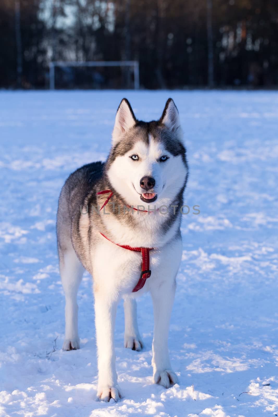 Siberian Husky is walking during sunset in winter.