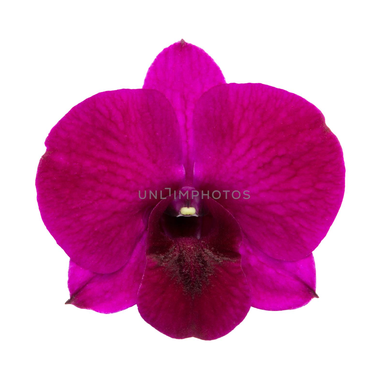 Purple orchid isolated on white with clipping path