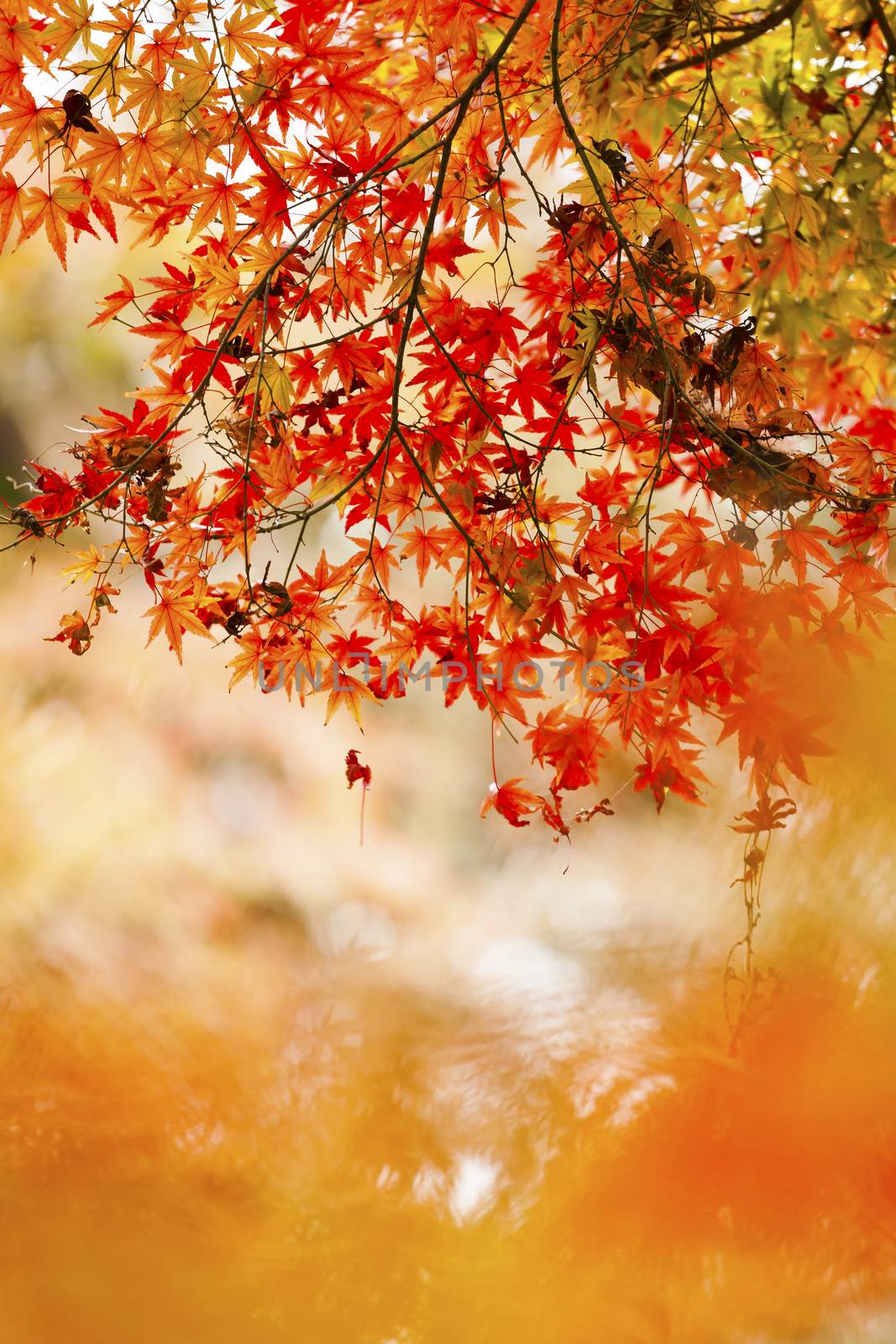 Red leaves in autumn at Japan