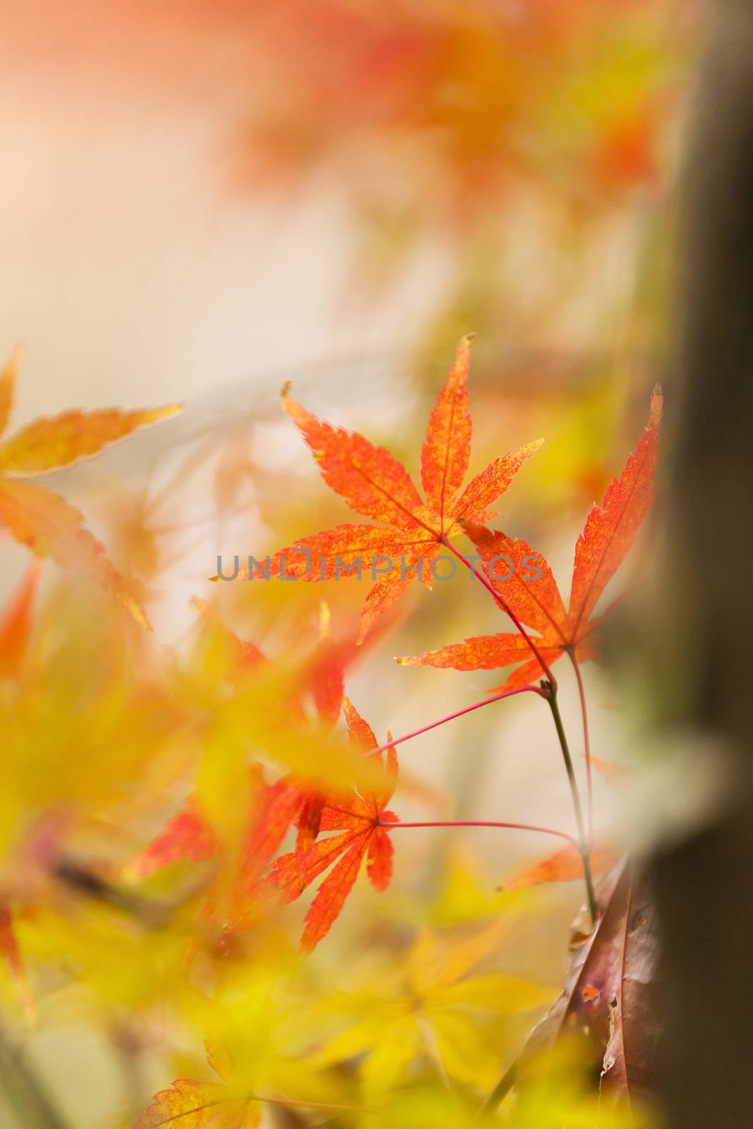 Red leaves in autumn at Japan