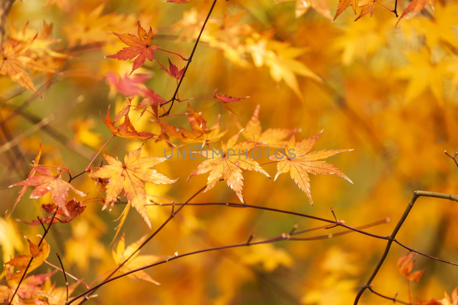 Autumn leaves background by kawing921