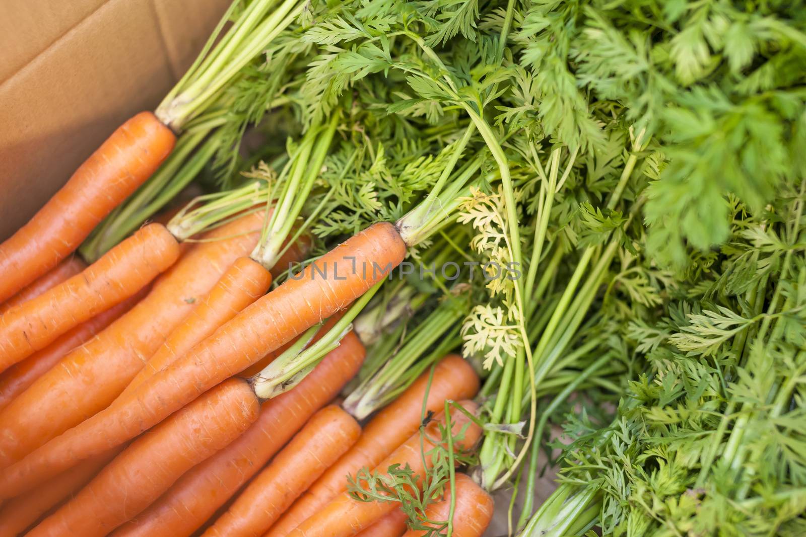 Carrot in box