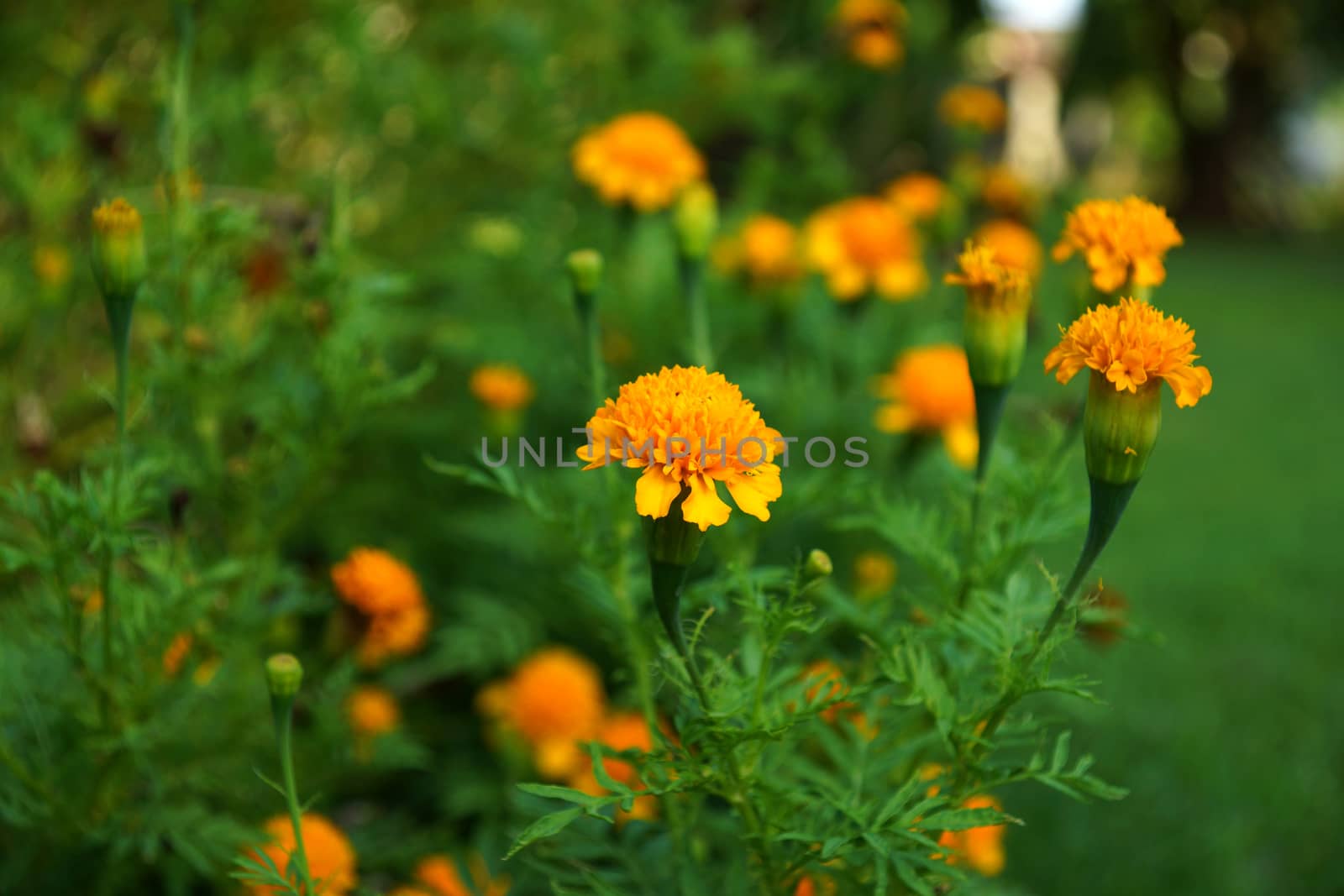 marigolds flowers