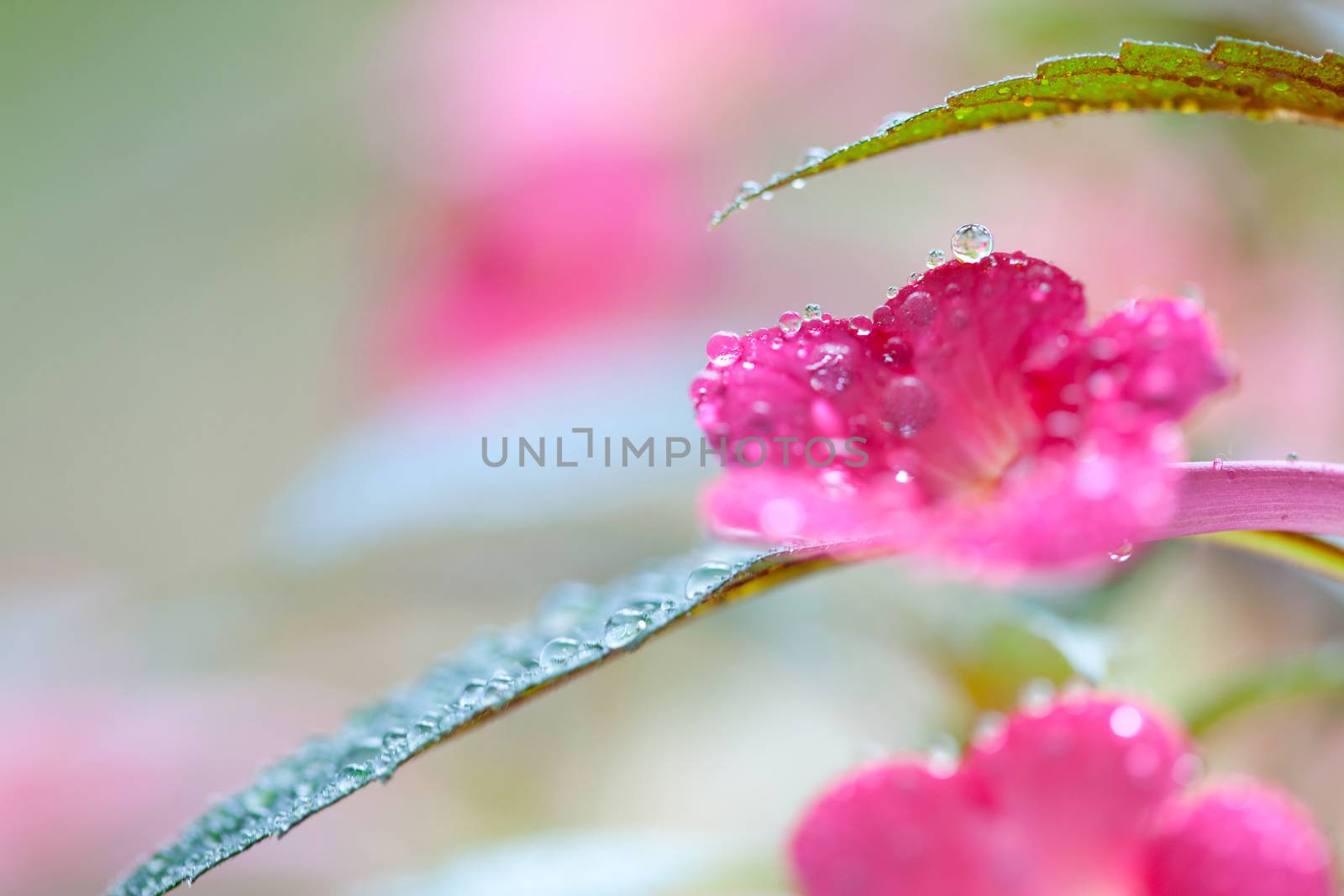 flowers and leaves achimenes in drops of dew. Shallow depth of field