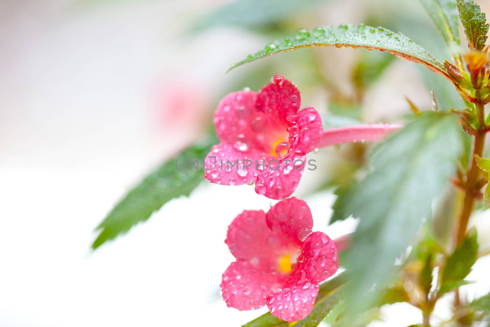 flowers and leaves achimenes in drops of dew. Shallow depth of field