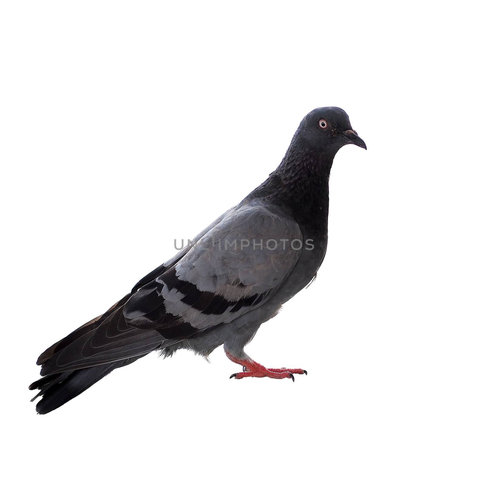 pigeon bird by leisuretime70