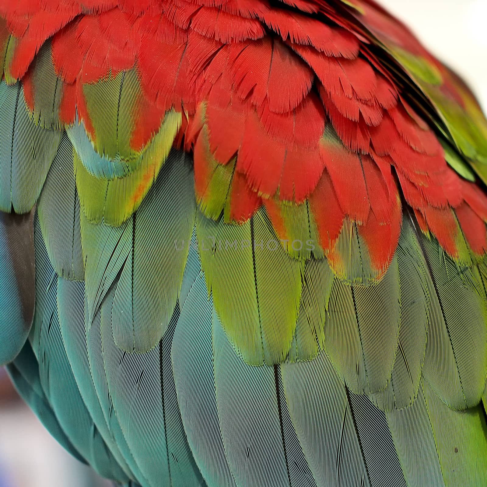 closeup of the beautiful macaw parrot feather   