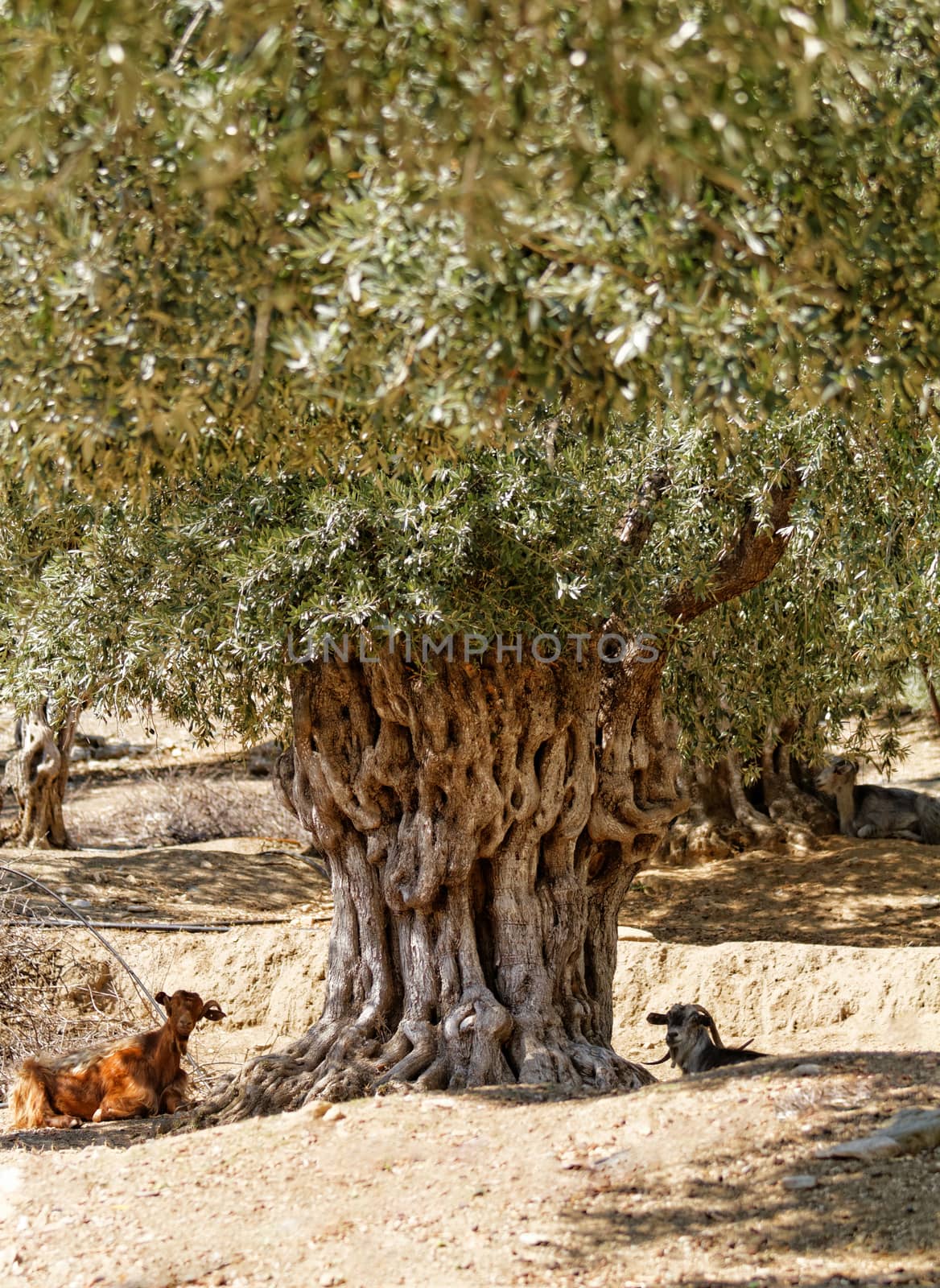 Photo of a goat in the olive grove 