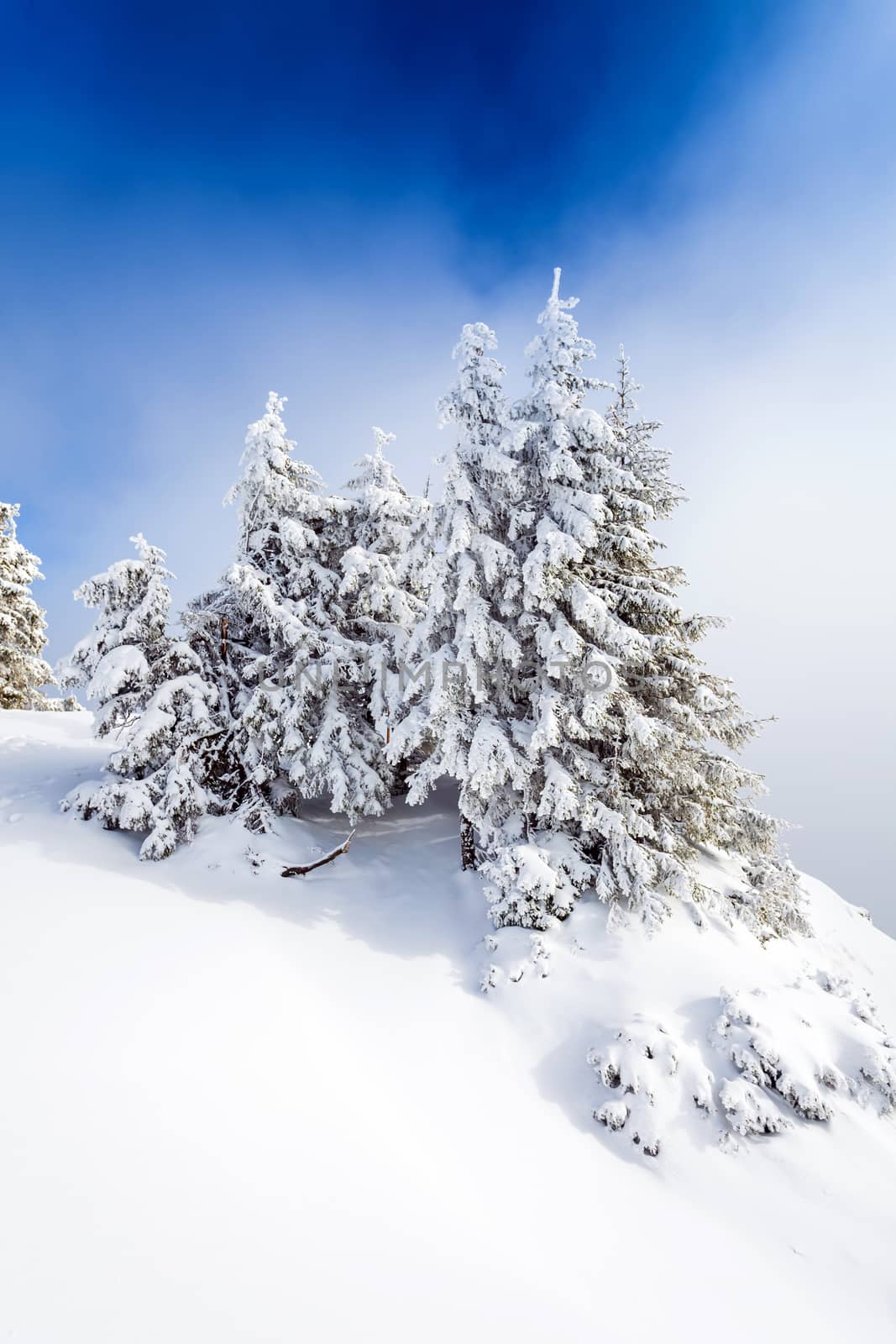 Pine forest covered in snow on winter season - Poiana Brasov