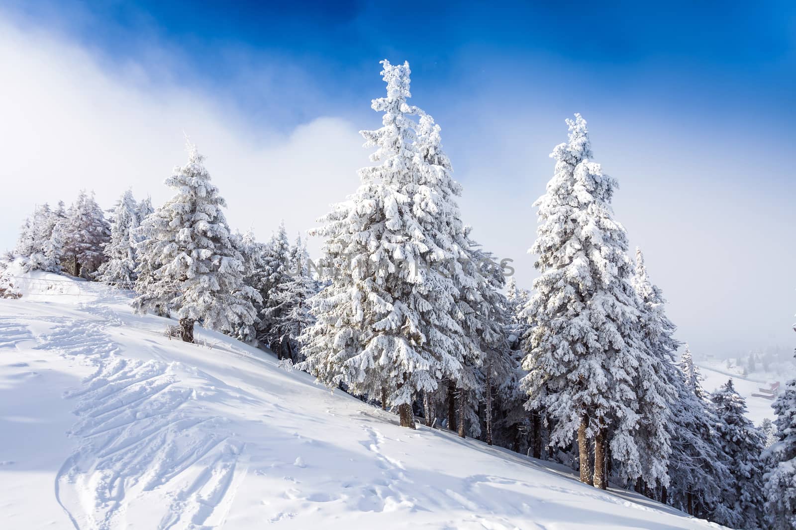 Pine forest covered in snow on winter season - Poiana Brasov