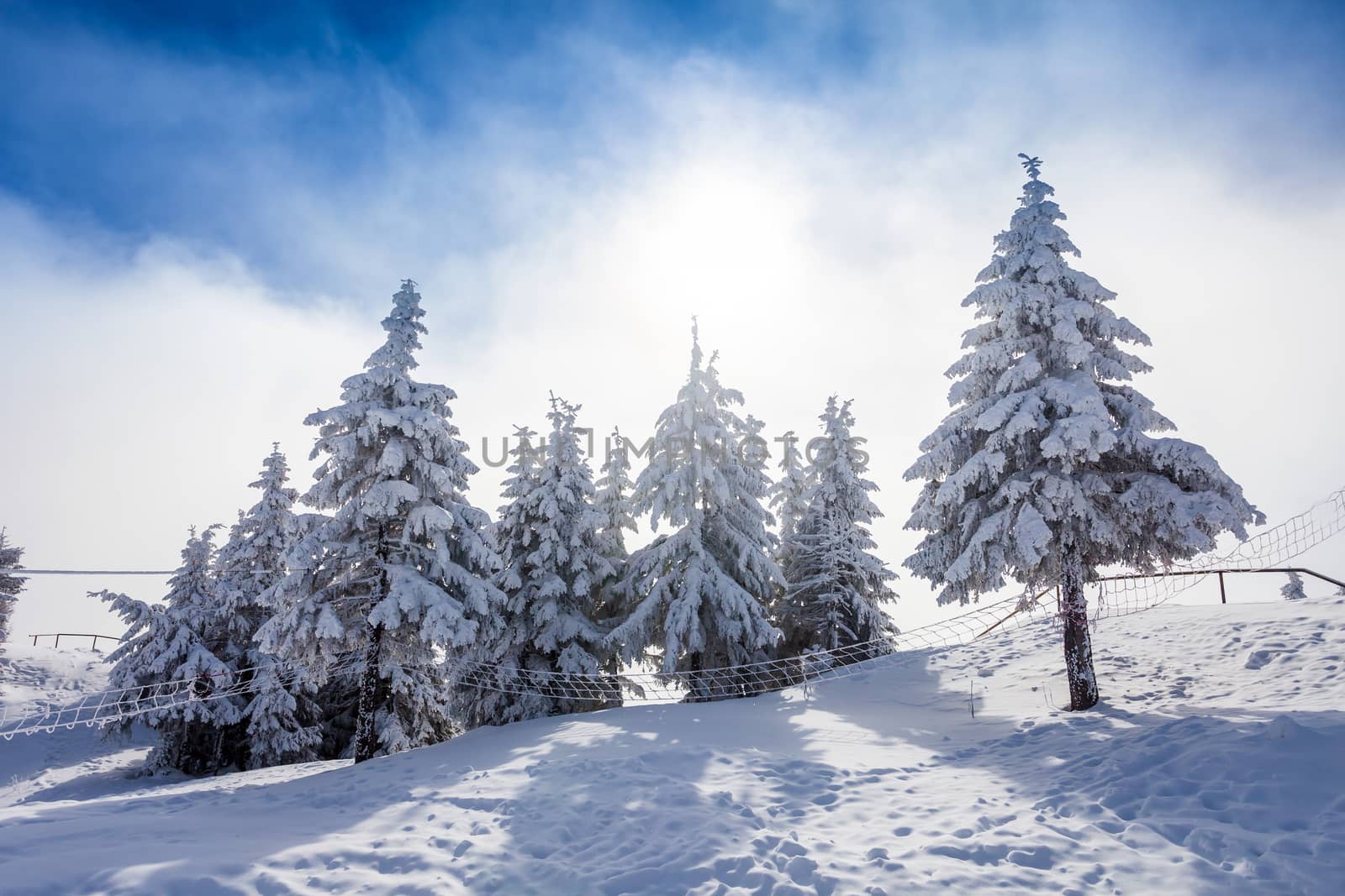 Pine trees covered in snow on winter season in Poiana Brasov, Romania