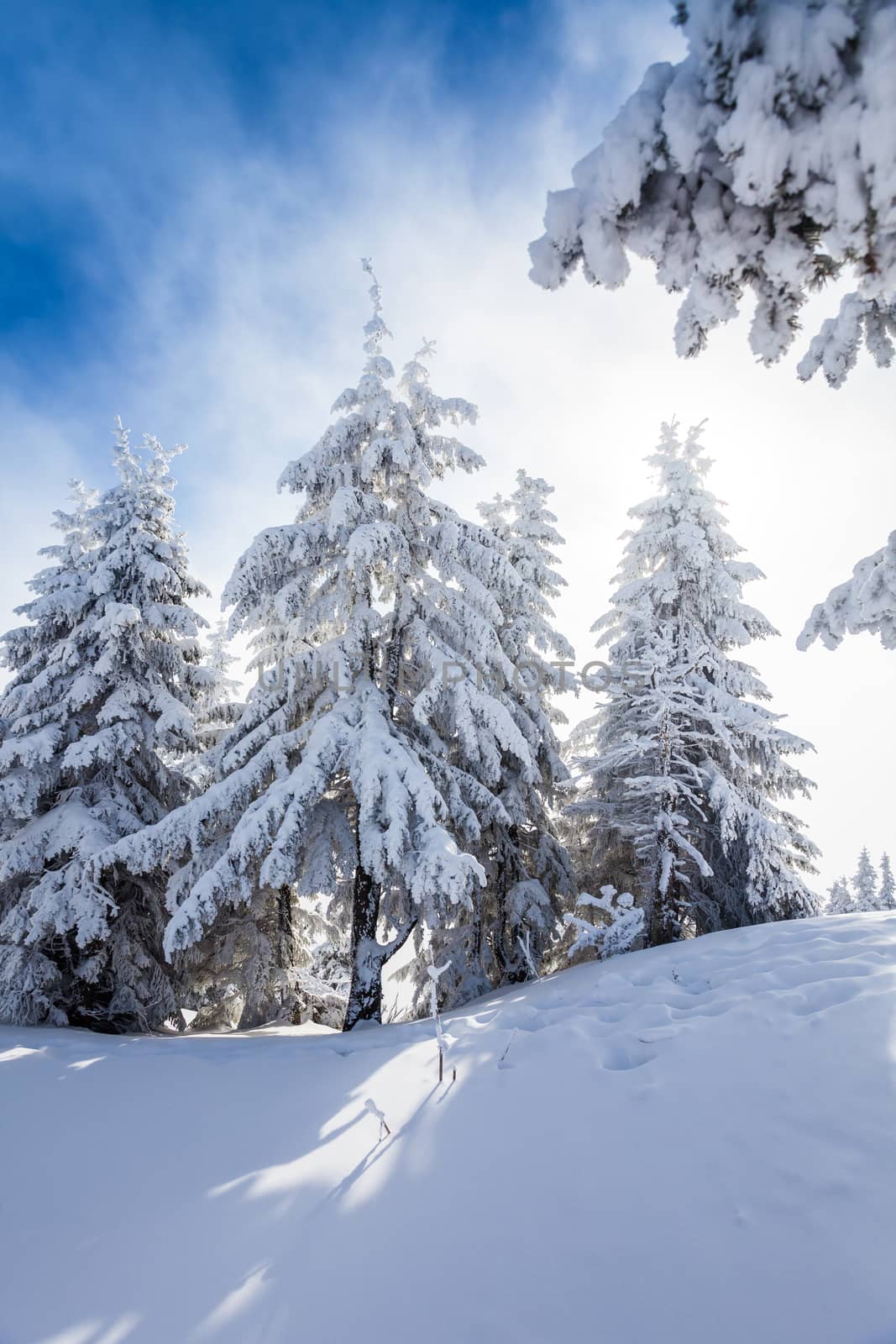 Pine trees covered in snow on winter season in Poiana Brasov, Romania