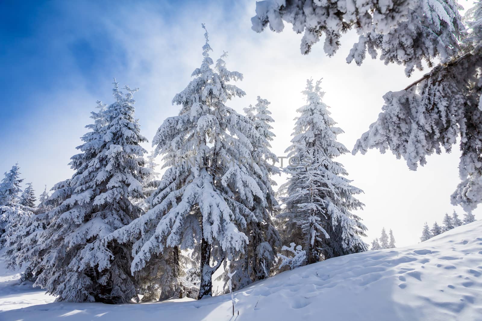 Pine trees covered in snow on winter season in Poiana Brasov, Romania