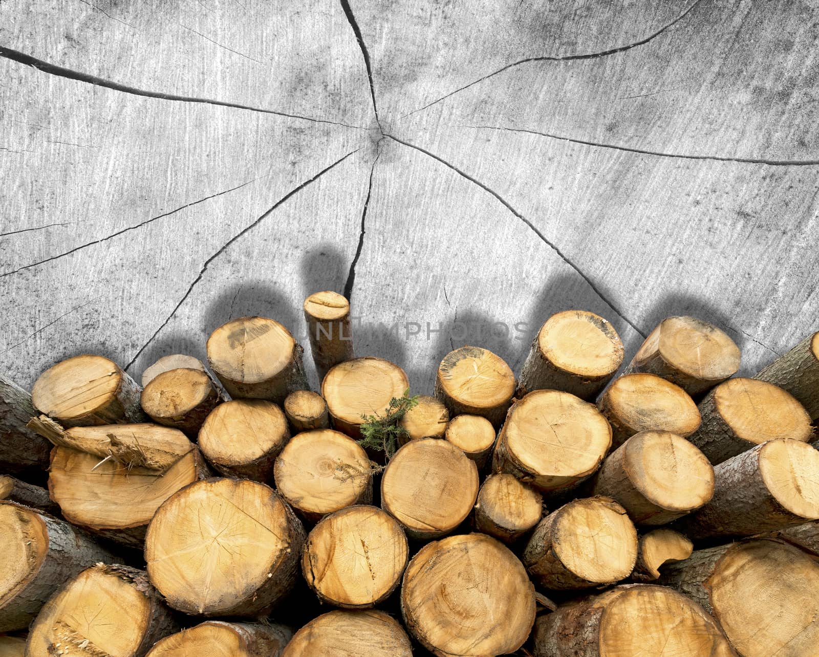 Trunks of trees cut and stacked in the foreground, grey section of tree trunk in the background