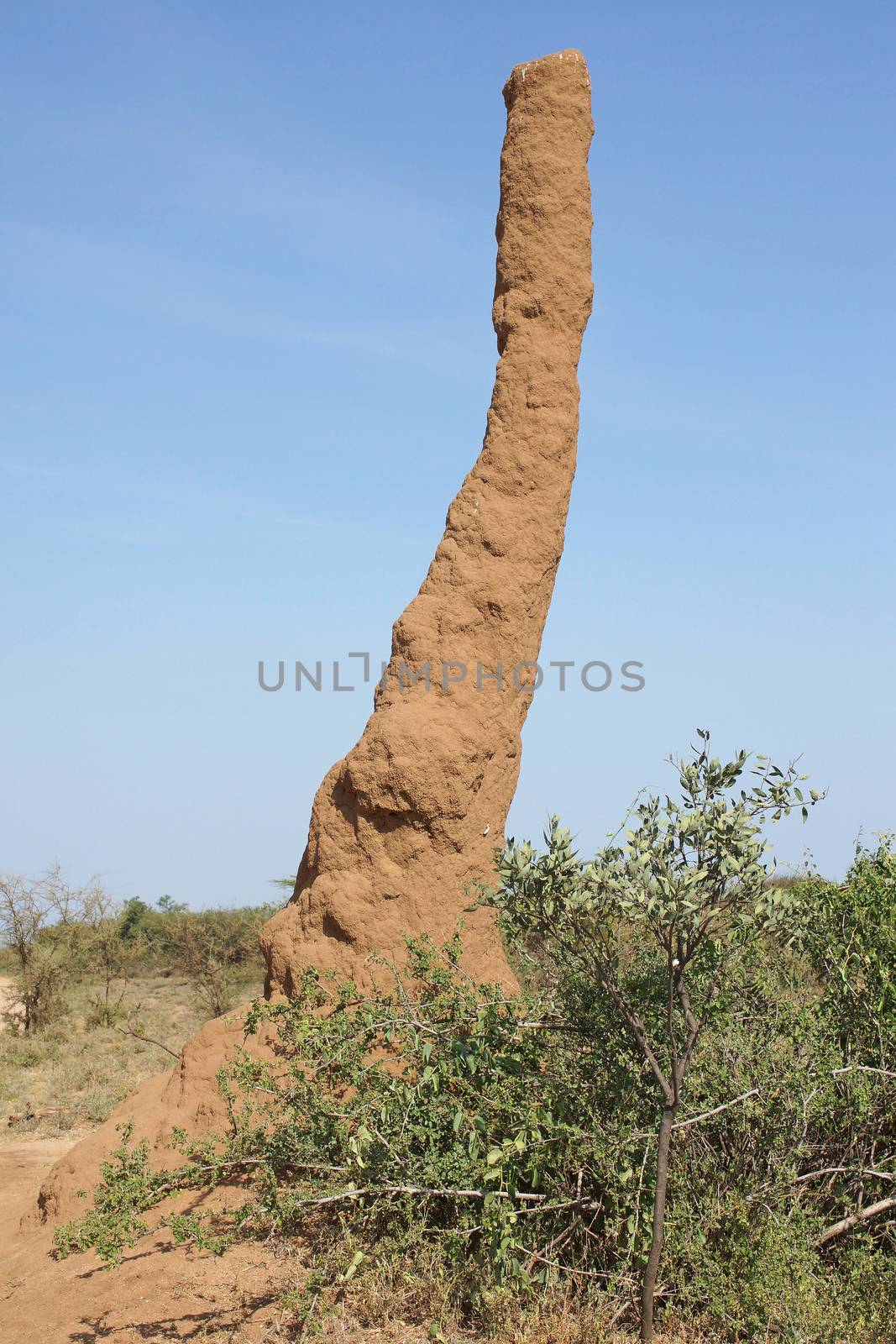 Termite nest, Ethiopia, Africa by alfotokunst