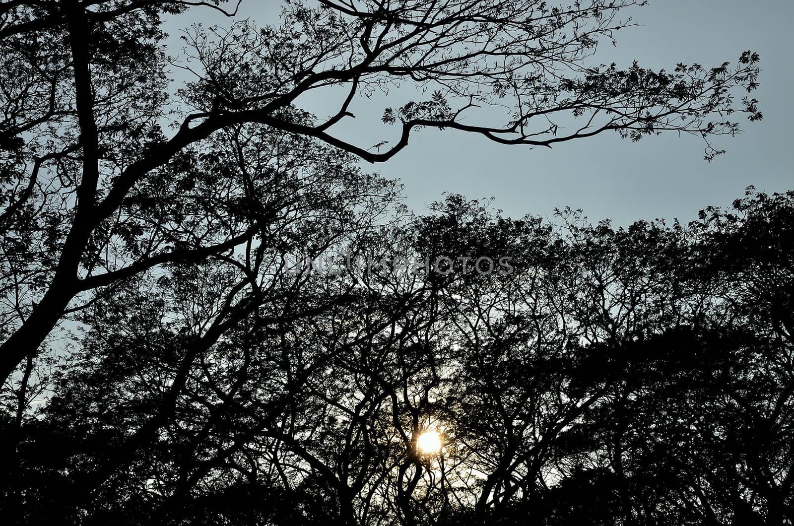 Tree silhouette nature pattern with sunset sky