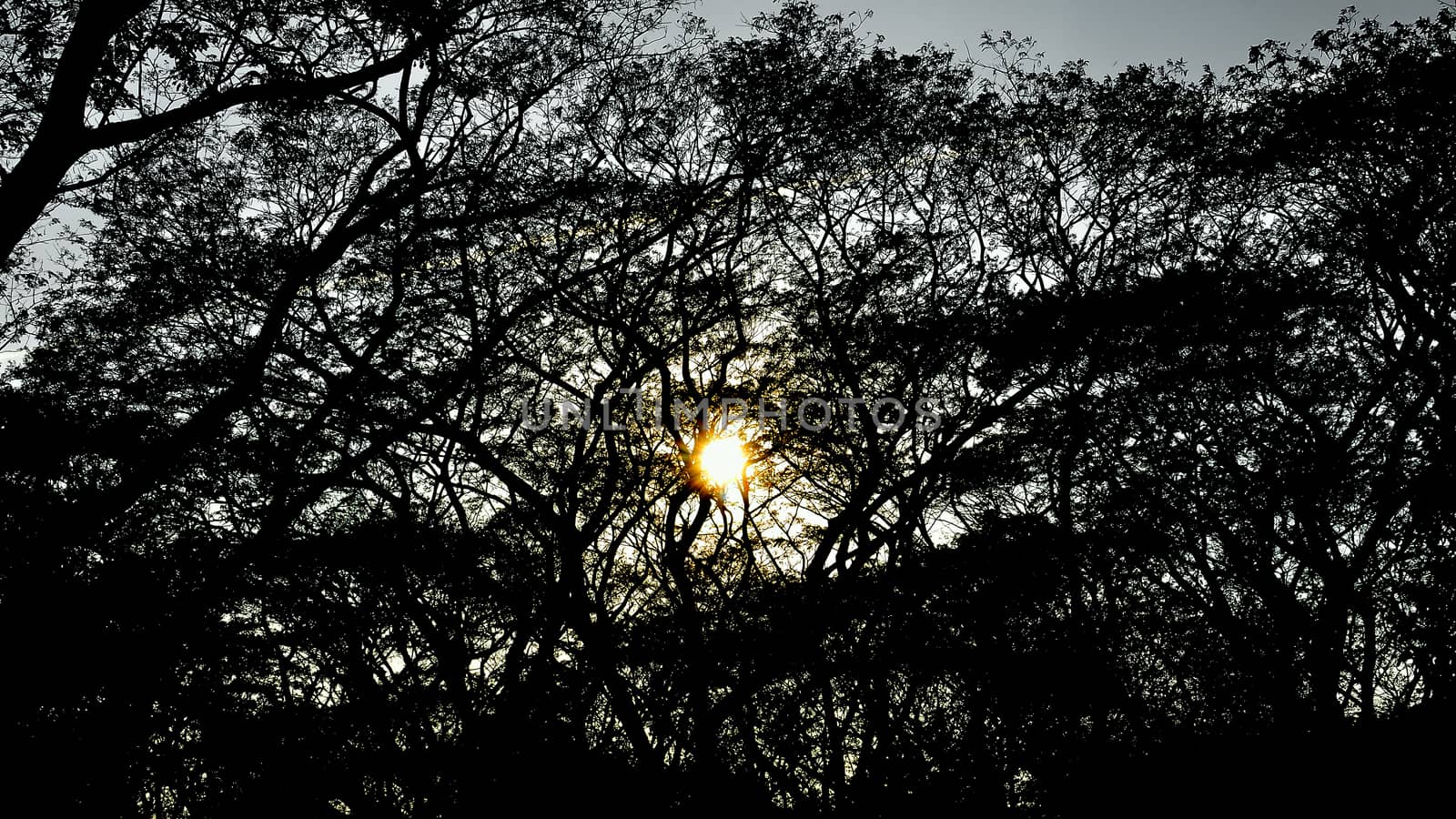 Tree silhouette nature pattern with sunset sky by pixbox77