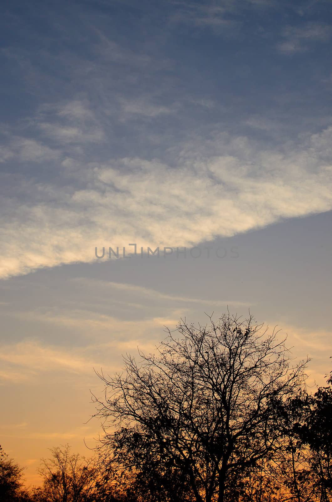 Wave cloud in sunset sky with tree silhouette