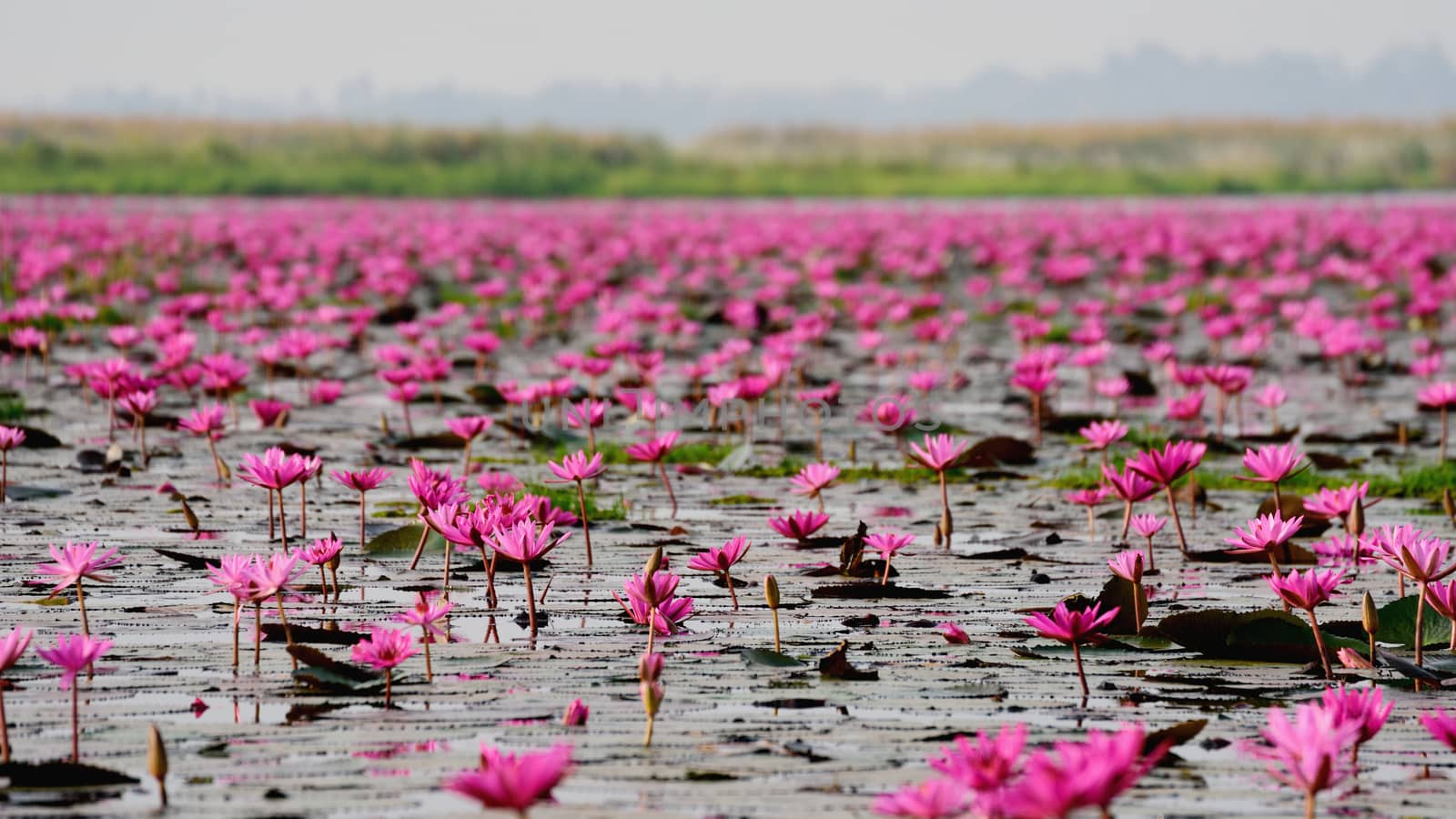 Sea of pink lotus,Nong Han, Udon Thani, Thailand (unseen in Thai by pixbox77