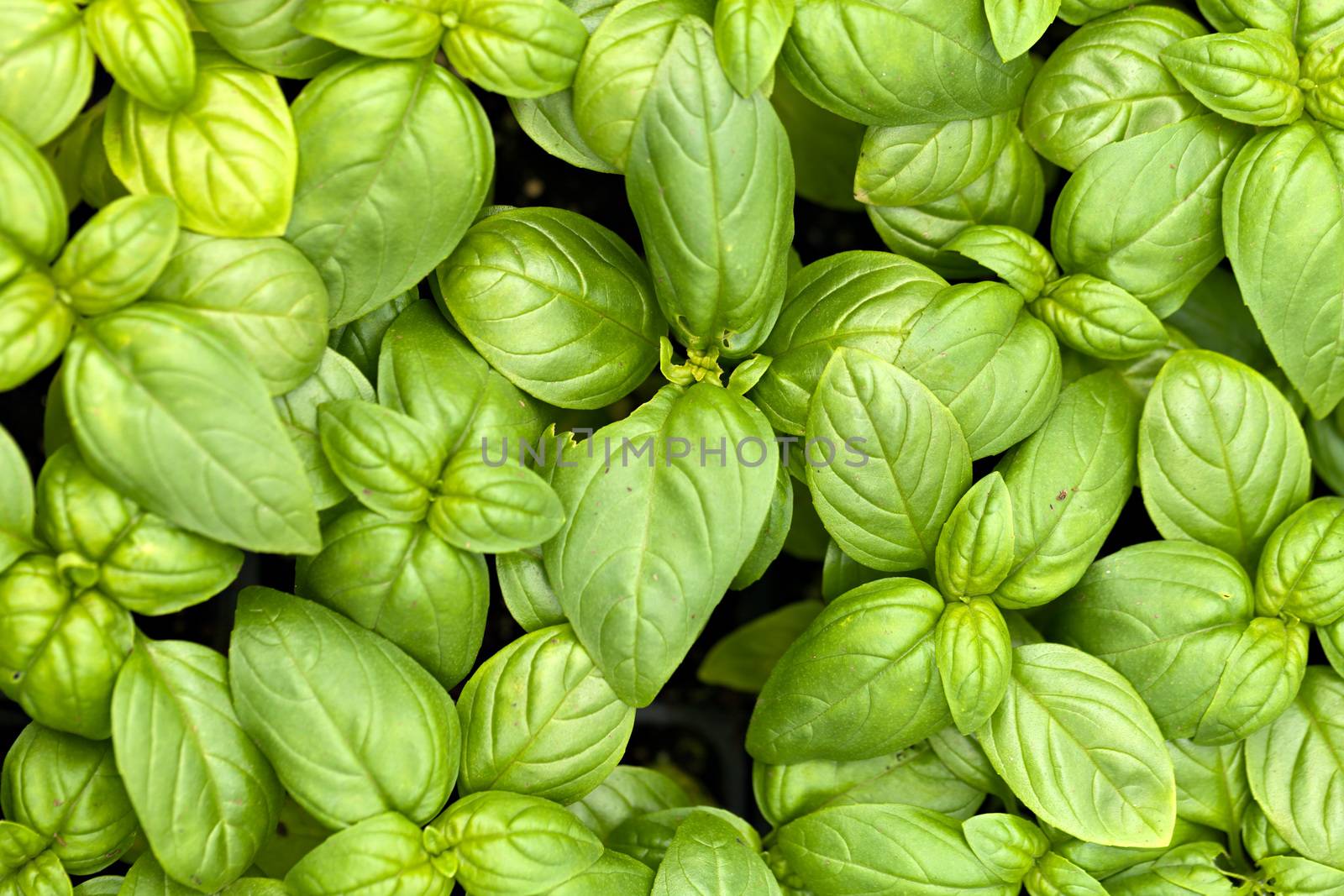 Close up of young basil plants.  Shallow depth of field.