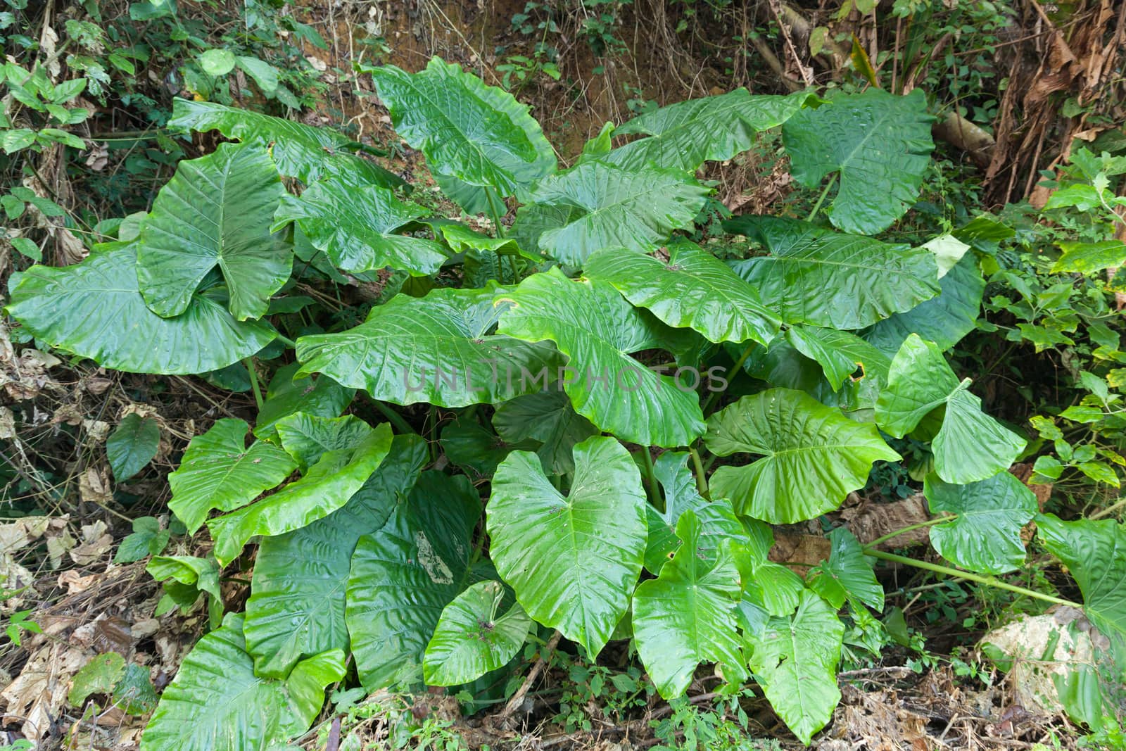 Leaves of large trees. Trees that are based on a large group of trees with large leaves in the woods with moisture.