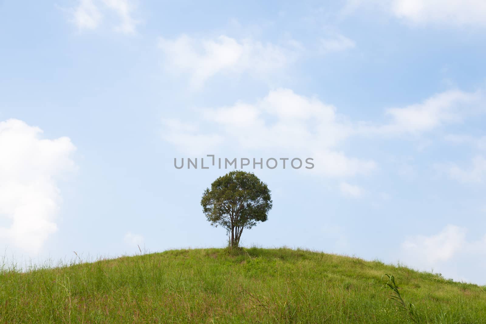 Single tree on a hill. by a454